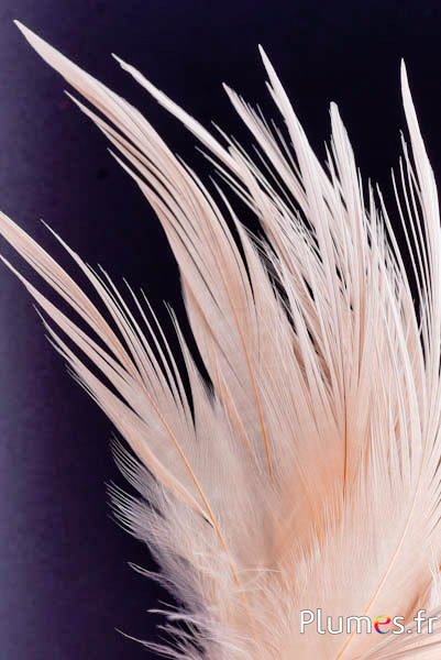 Gru comune - sbiancato - 21-25 cm - crema